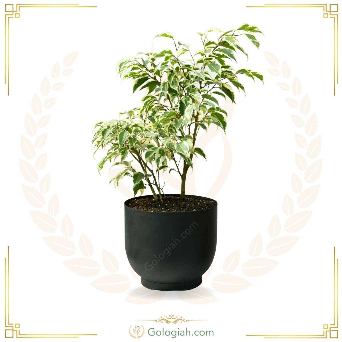 بنجامین ابلق