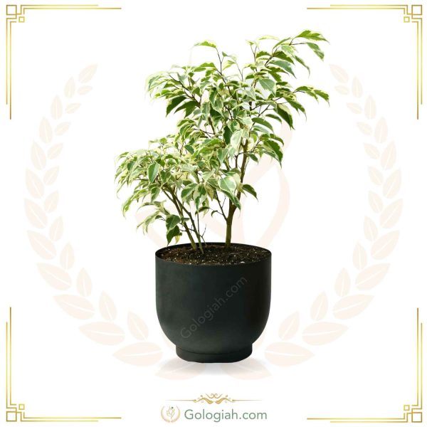 بنجامین ابلق