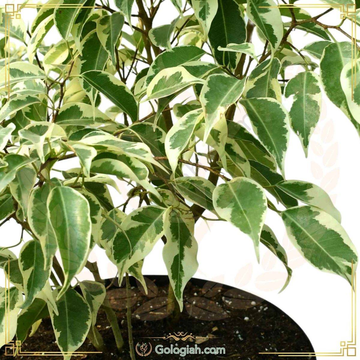 بنجامین ابلق
