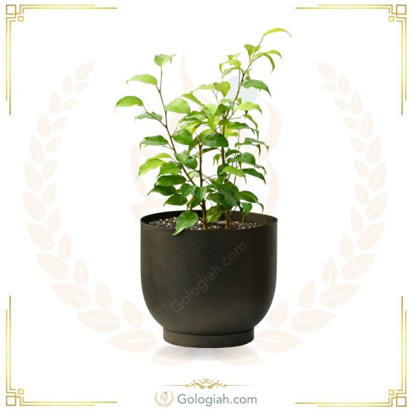 بنجامین سبز