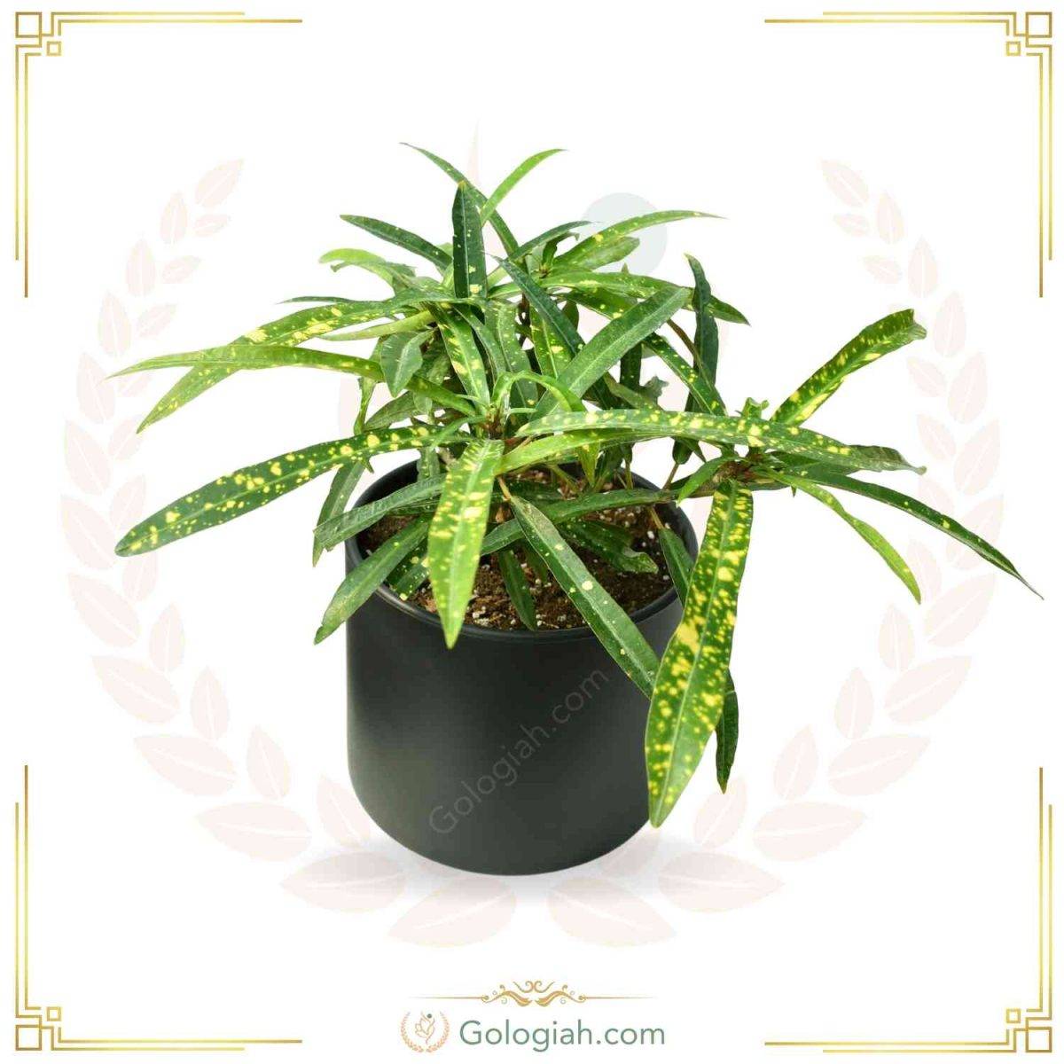 استند سه پایه صفحه گرد