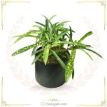 استند سه پایه صفحه گرد