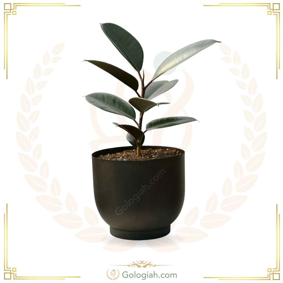 فیکوس بلک