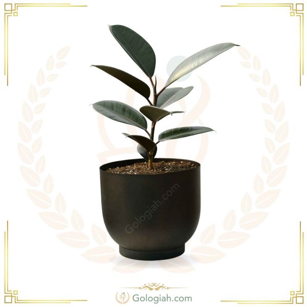 فیکوس بلک