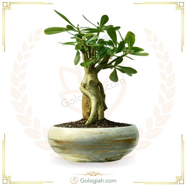آدنیوم بونسای
