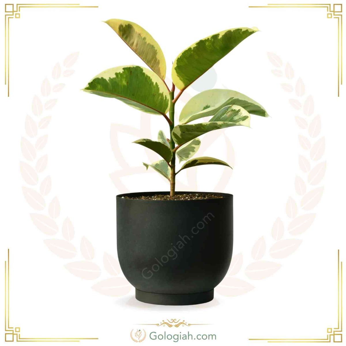 سبد سیفیجات چوبی سبد سیفیجات چوبی