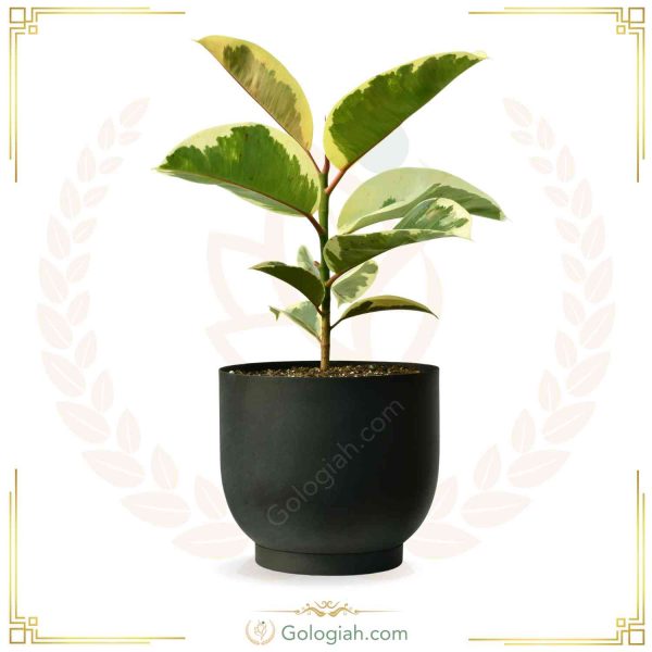 سبد سیفیجات چوبی