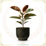 استند چهارپایه کوچک سفید