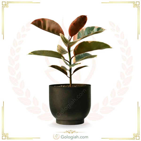 استند چهارپایه کوچک سفید