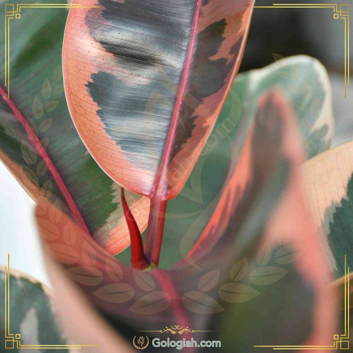 استند چهارپایه کوچک سفید