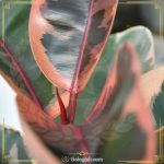 استند چهارپایه کوچک سفید