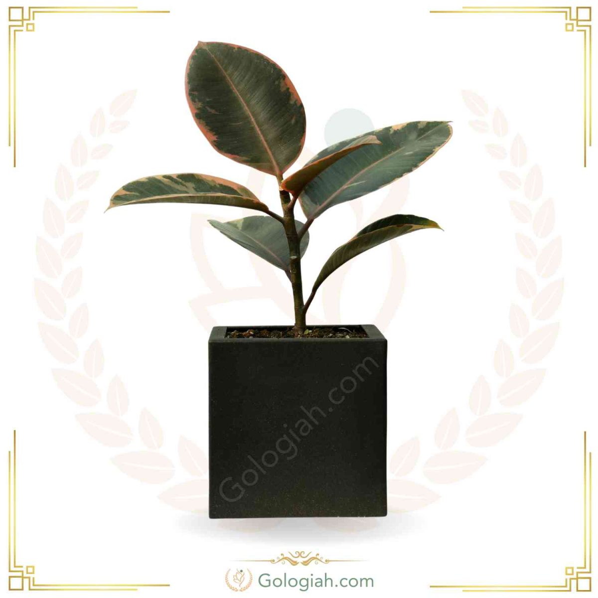 استند چهارپایه کوچک سفید