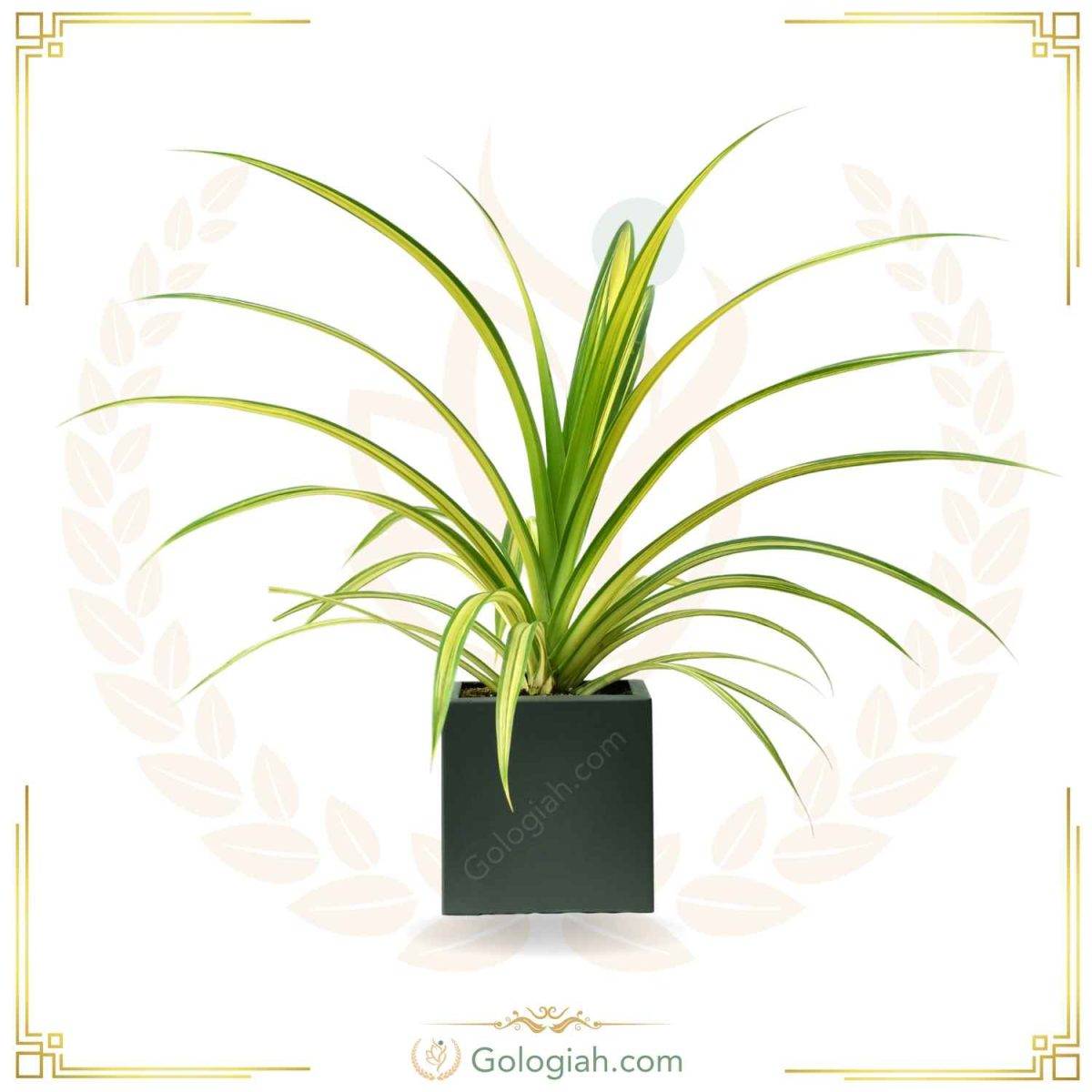 استند سه پایه سفید
