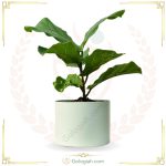 استند چهارپایه بزرگ سفید