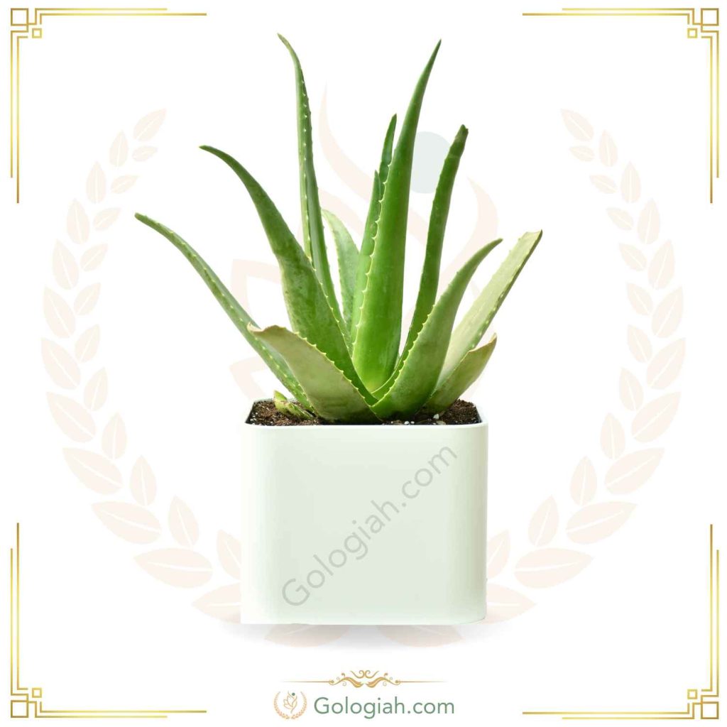 آلوئه‌ورا