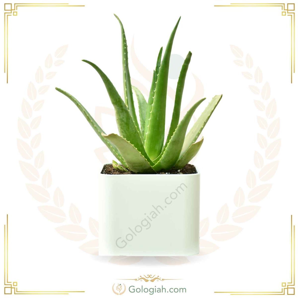 آلوئه‌ورا