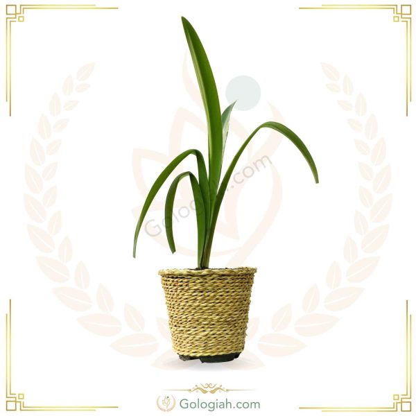 آماریلیس