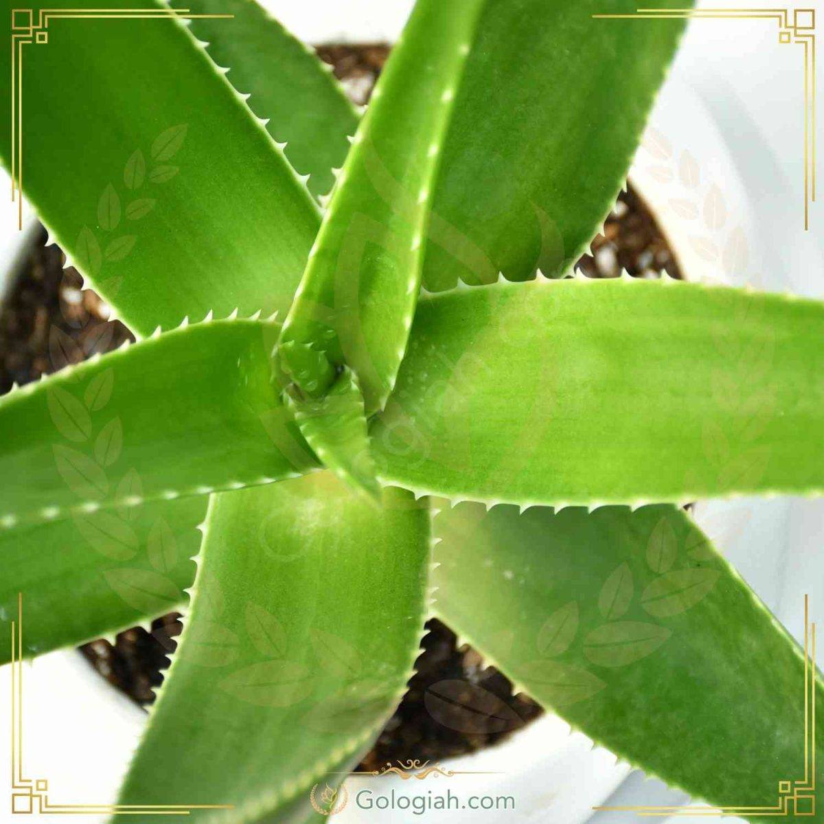 استند سه پایه قهوه ای استند سه پایه قهوه ای