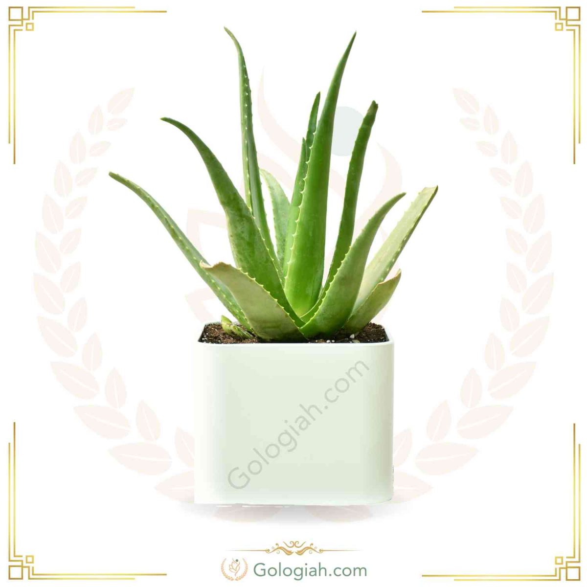 آلوئه‌ورا