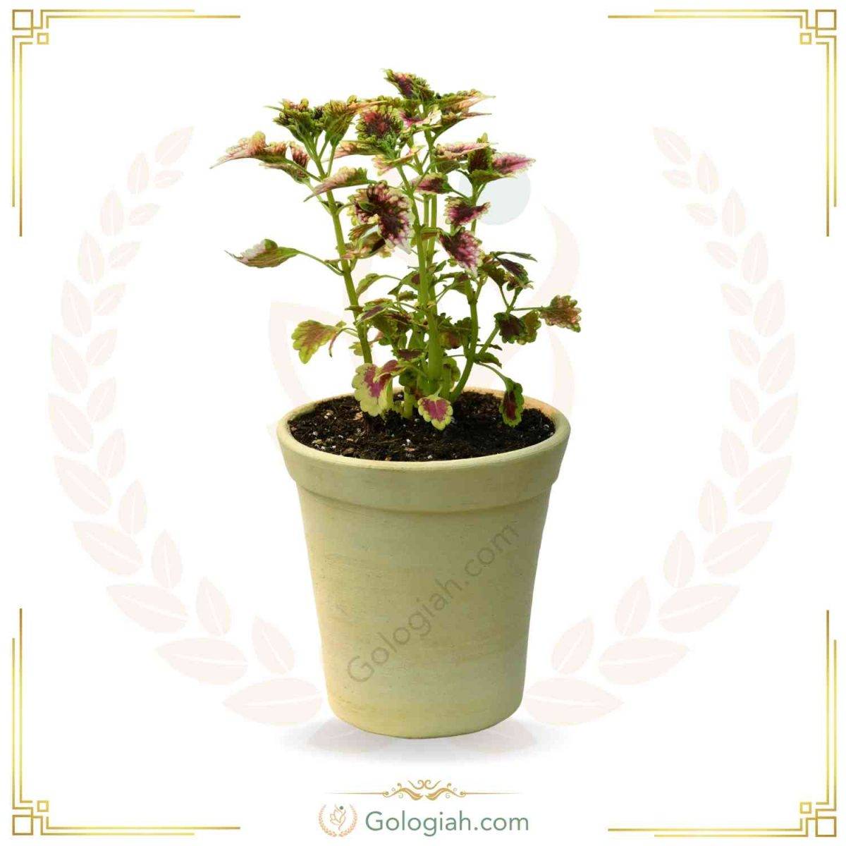سبد سیفیجات حصیری سبد سیفیجات حصیری