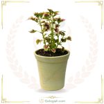 سبد سیفیجات حصیری