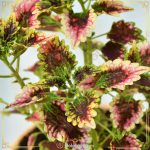 سبد سیفیجات حصیری