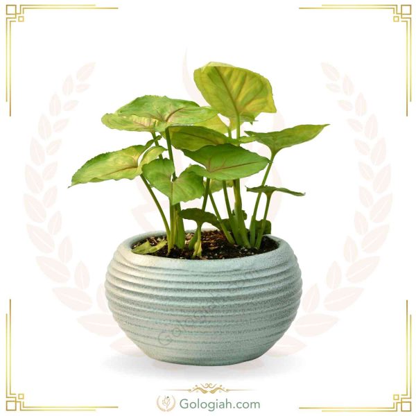 سبد سیفیجات حصیری