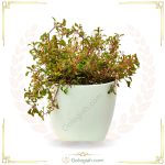 استند پایه گرد سفید