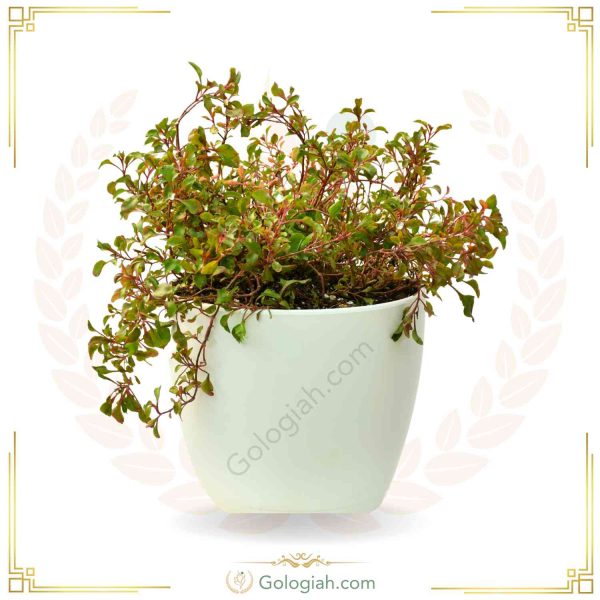 استند پایه گرد سفید