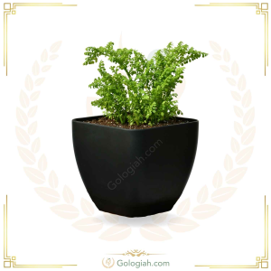 سرخس سرخس