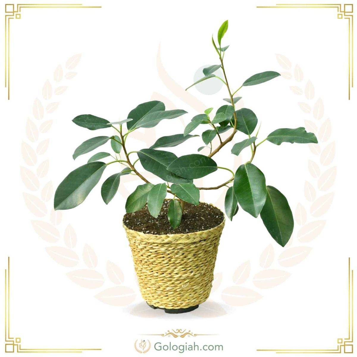 جاشمعی چوبی