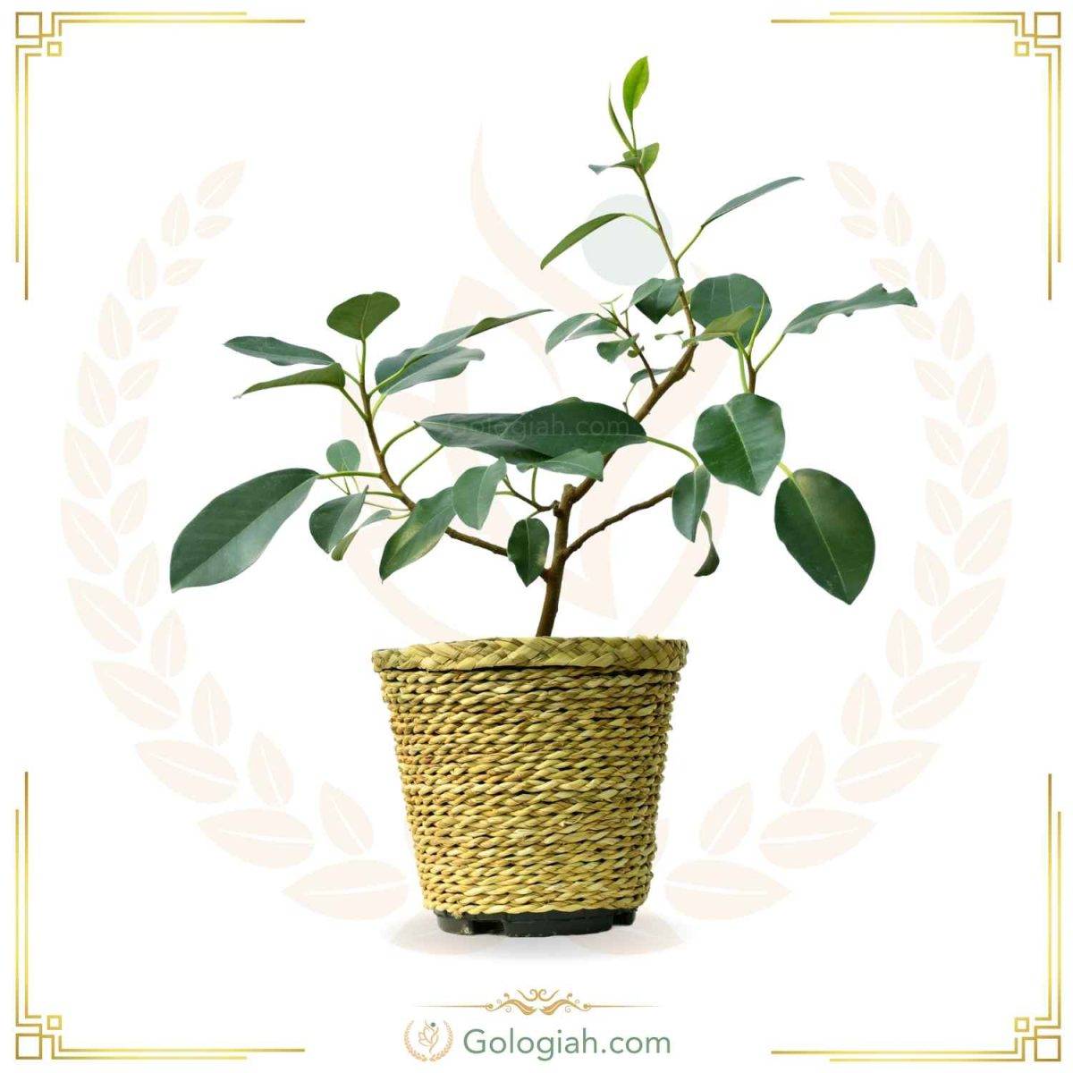 گلدان مربعی چوبی