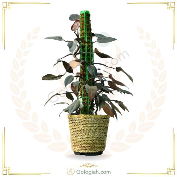 فیلندرون بلک چوبدار