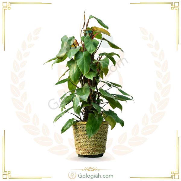 فیلندرون سبز چوبدار