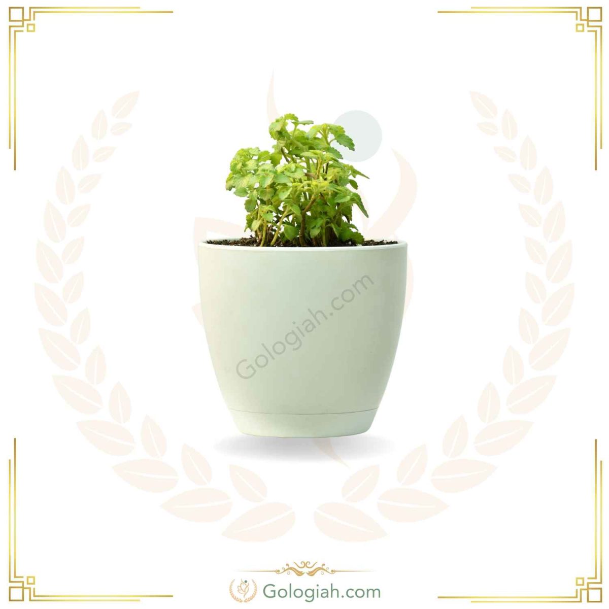 عطر چای