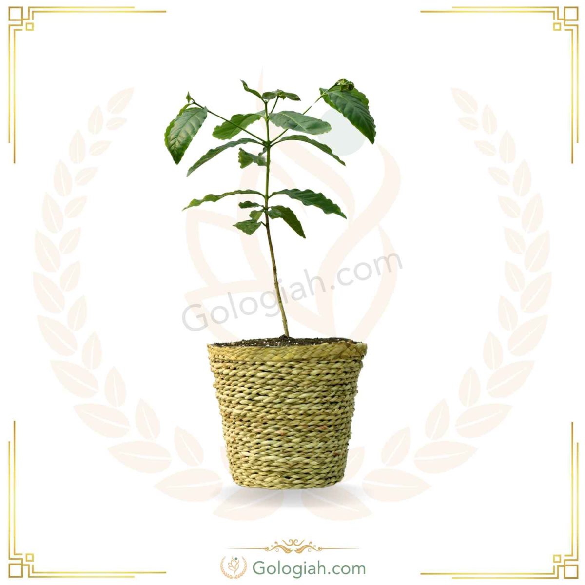 گیاه قهوه