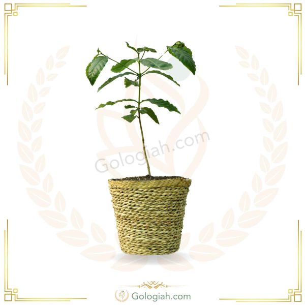 گیاه قهوه