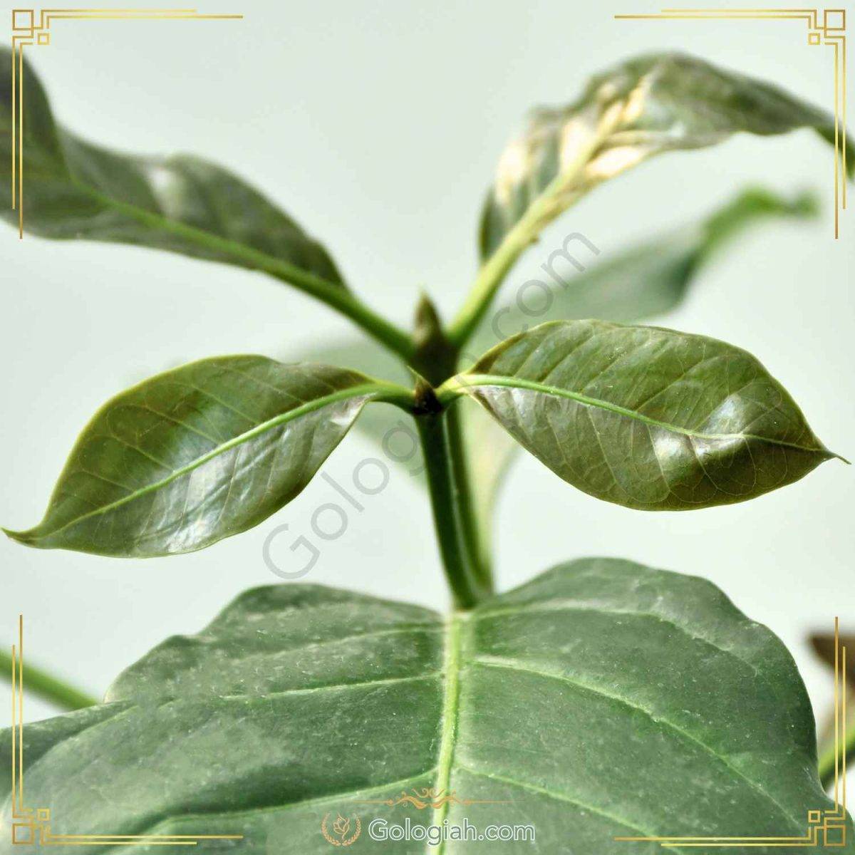 گیاه قهوه