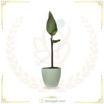 اختر قرمز