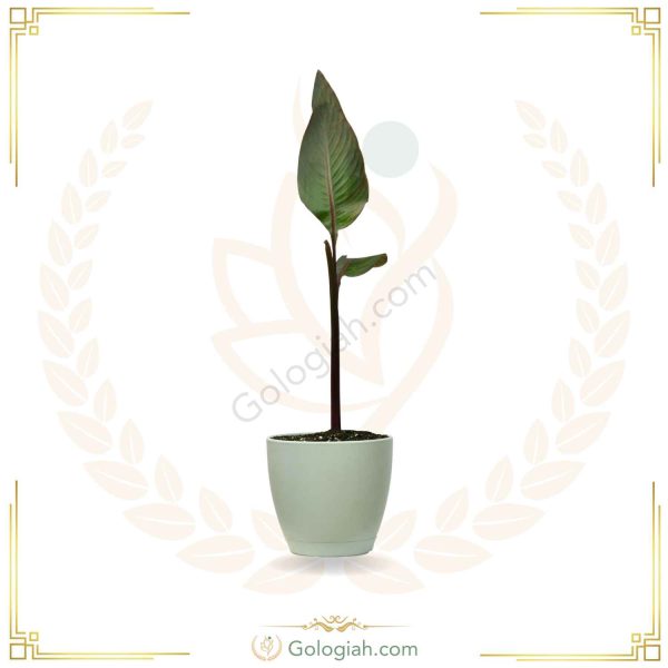 اختر قرمز