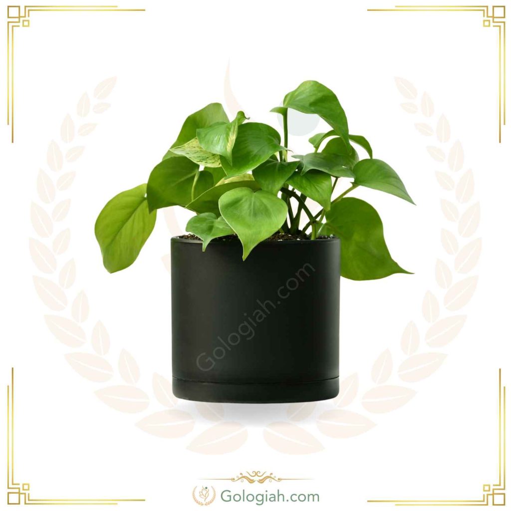 پتوس سبز