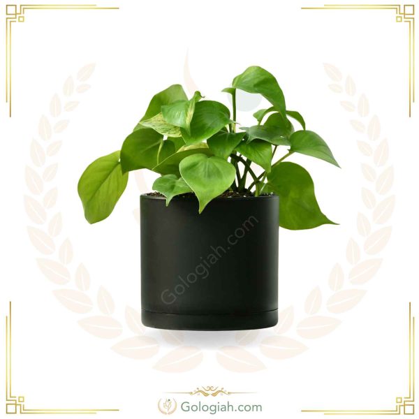 پتوس سبز
