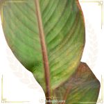 اختر قرمز
