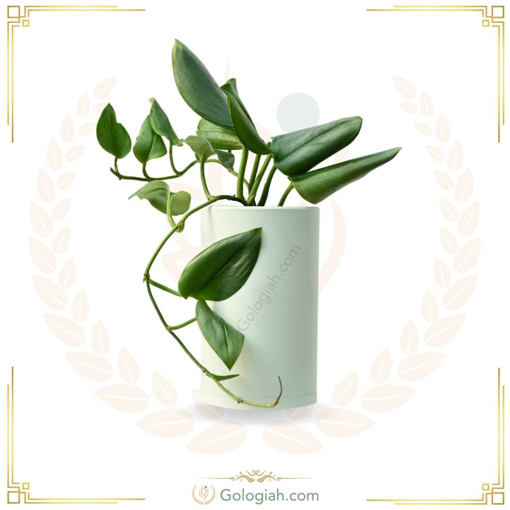 پتوس فرانسوی