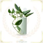 پتوس فرانسوی