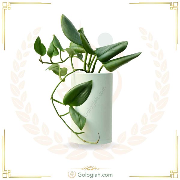 پتوس فرانسوی