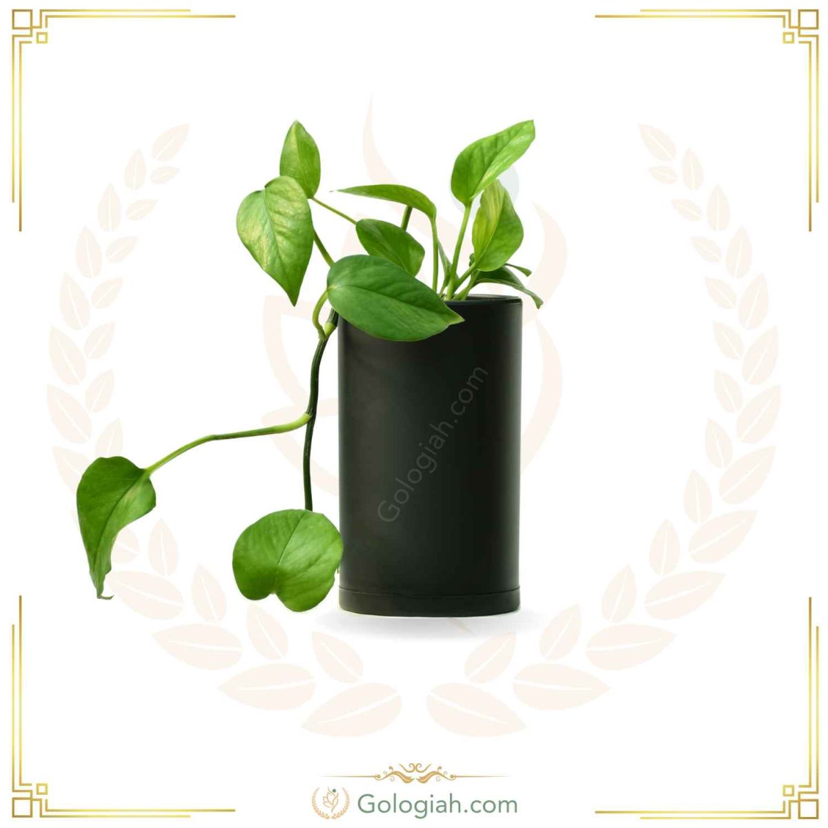 پتوس سبز نشاء پتوس سبز نشاء
