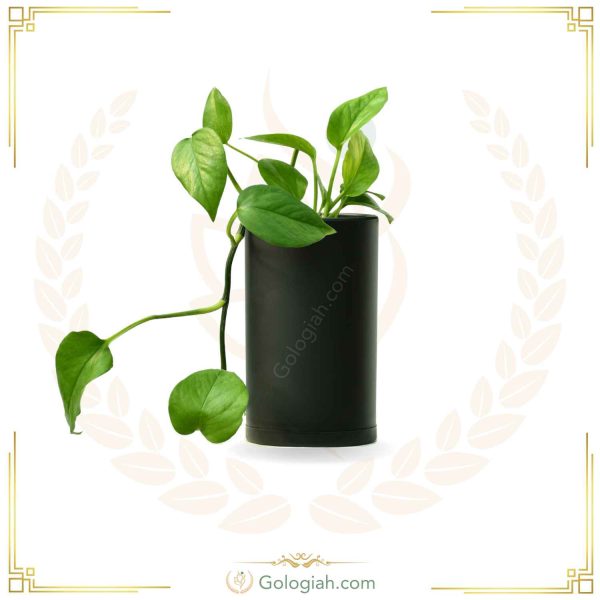 پتوس سبز نشاء