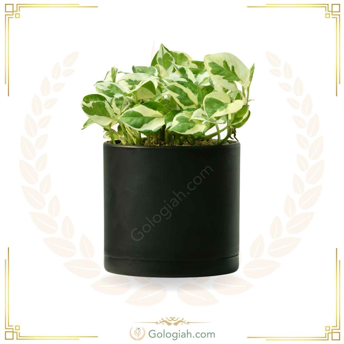 پتوس ارتشی