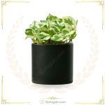 پتوس ارتشی